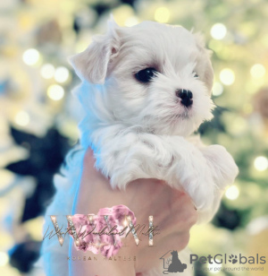 Foto №4. Ich werde verkaufen mischlingshund in der Stadt Blackburn. züchter - preis - 3200€