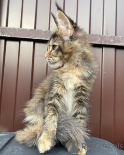 Foto №3. Gewinner eines Maine-Coon-Kätzchens. Deutschland