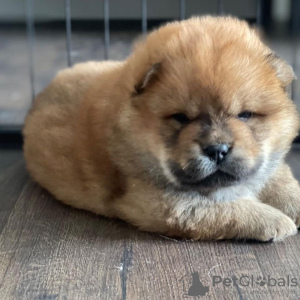 Foto №2 zu Ankündigung № 115795 zu verkaufen chow-chow - einkaufen Deutschland vom kindergarten, aus dem tierheim, züchter