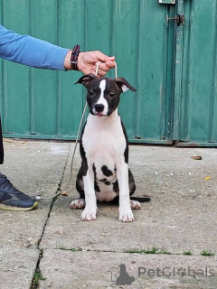Foto №4. Ich werde verkaufen staffordshire bull terrier in der Stadt Požarevac.  - preis - verhandelt