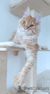 Foto №4. Ich werde verkaufen maine-coon-katze in der Stadt München. quotient 	ankündigung - preis - 400€