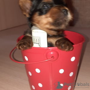 Foto №2 zu Ankündigung № 7448 zu verkaufen yorkshire terrier - einkaufen Ukraine vom kindergarten