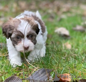 Foto №1. havaneser - zum Verkauf in der Stadt Chicago | 531€ | Ankündigung № 138634