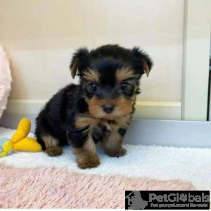 Foto №1.  - zum Verkauf in der Stadt Key West | 691€ | Ankündigung № 134728