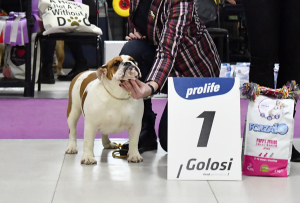 Foto №4. Ich werde verkaufen englische bulldogge in der Stadt Москва. quotient 	ankündigung, vom kindergarten, aus dem tierheim, züchter - preis - 800€