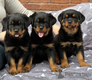 Foto №1. rottweiler - zum Verkauf in der Stadt Gyöngyös | verhandelt | Ankündigung № 175024