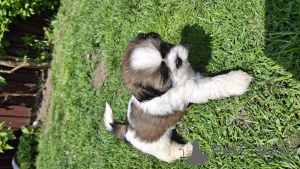 Foto №1. lhasa apso, pekingese, shih tzu - zum Verkauf in der Stadt Tallinn | 600€ | Ankündigung № 139538