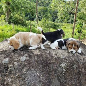 Foto №2 zu Ankündigung № 119508 zu verkaufen beagle - einkaufen Deutschland quotient 	ankündigung