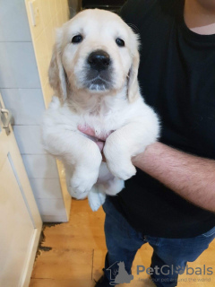 Foto №3. Zwei geimpfte Golden Retriever-Welpen sind jetzt verfügbar. Deutschland