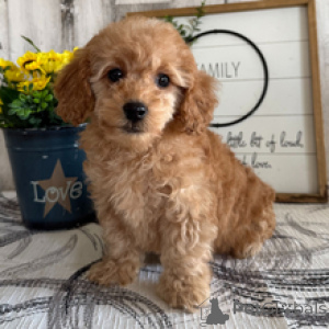 Foto №1. pudel (toy) - zum Verkauf in der Stadt Hamburg | 300€ | Ankündigung № 165018