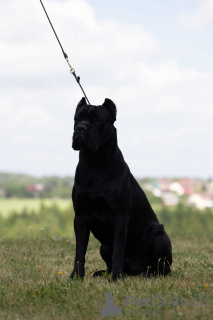 Foto №3. Paarender, männlicher Cane Corso mit ausgezeichnetem Stammbaum in Weißrussland. Ankündigung № 106652