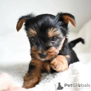 Foto №3. Melden Sie sich für unsere 10-Tage-Schule an!. Montenegro