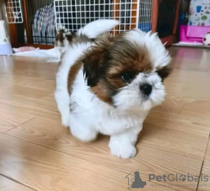 Foto №2 zu Ankündigung № 75810 zu verkaufen shih tzu - einkaufen Litauen quotient 	ankündigung, züchter