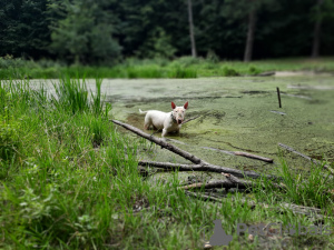 Zusätzliche Fotos: Gestrickter Standard-Bullterrier