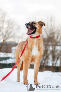 Foto №4. Ich werde verkaufen mischlingshund in der Stadt Москва. aus dem tierheim - preis - Frei