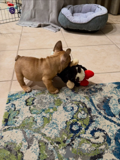 Foto №3. Entzückende Französische Bulldoggen-Welpen sind bereit für ihr neues Zuhause!. Deutschland