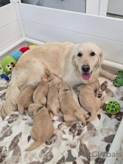 Foto №1. golden retriever - zum Verkauf in der Stadt Denekamp | verhandelt | Ankündigung № 177760
