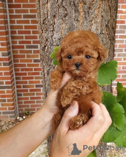 Foto №1. amerikanischer cocker spaniel - zum Verkauf in der Stadt Barnsley | 436€ | Ankündigung № 167984