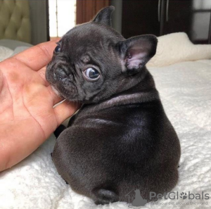 Foto №3. Französische Bulldogge Welpen. Deutschland