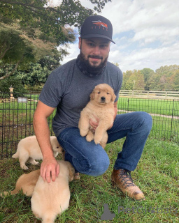 Foto №3. Nuostabūs auksaspalvių retriverių šuniukai... rašykite man. Litauen