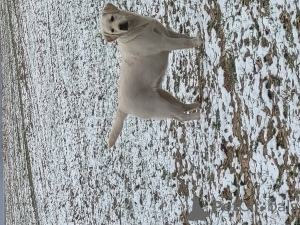 Foto №1. labrador retriever - zum Verkauf in der Stadt Helsinki | 700€ | Ankündigung № 135307