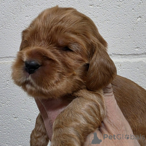 Foto №4. Ich werde verkaufen english cocker spaniel in der Stadt Espoo. quotient 	ankündigung - preis - verhandelt