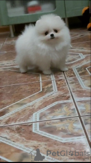 Foto №1. pommersche spitz - zum Verkauf in der Stadt München | 372€ | Ankündigung № 133386