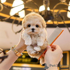 Foto №1. maltipu - zum Verkauf in der Stadt Texas | verhandelt | Ankündigung № 151801