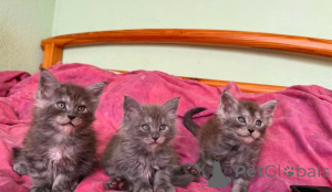 Foto №1. maine-coon-katze - zum Verkauf in der Stadt Langenfeld | 350€ | Ankündigung № 178041