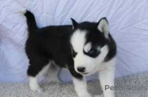 Foto №1. siberian husky - zum Verkauf in der Stadt Brasschaat | verhandelt | Ankündigung № 170838