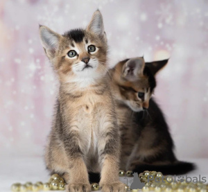 Foto №3. Caracal f4 und caracal f5 Kätzchen zu verkaufen.. Russische Föderation