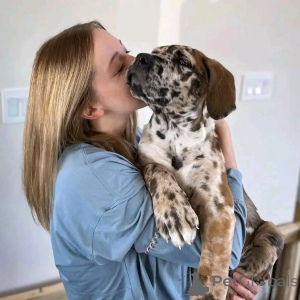 Foto №1. deutsche dogge - zum Verkauf in der Stadt Флорида Сити | 1063€ | Ankündigung № 138963