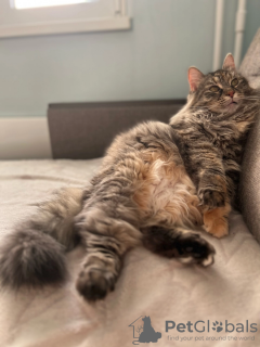 Foto №3. Kitty Violin sucht eine liebevolle Familie. Russische Föderation