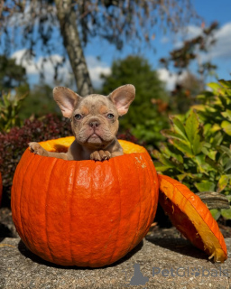 Foto №1. französische bulldogge - zum Verkauf in der Stadt München | 750€ | Ankündigung № 150639