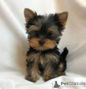 Foto №1. yorkshire terrier - zum Verkauf in der Stadt Helsinki | verhandelt | Ankündigung № 88139