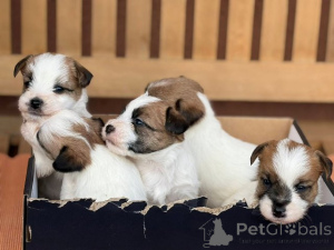 Foto №3. Kurzhaarige Jack-Russell-Terrier-Welpen. Serbien