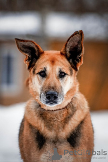Foto №2 zu Ankündigung № 49647 zu verkaufen mischlingshund - einkaufen Russische Föderation quotient 	ankündigung
