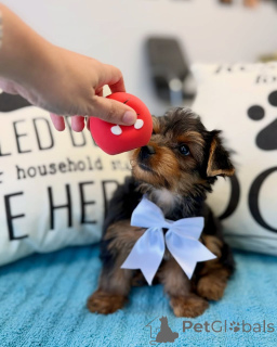 Foto №3. Wunderschöne Yorkshire-Terrier-Welpen suchen ein liebevolles neues Zuhause. Deutschland