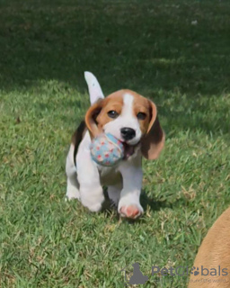 Zusätzliche Fotos: Beagle-Welpen, die in einem liebevollen Familienheim aufgewachsen sind, 