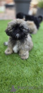 Foto №2 zu Ankündigung № 160816 zu verkaufen shih tzu - einkaufen Niederlande quotient 	ankündigung, züchter