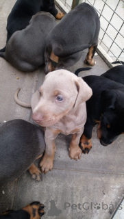 Foto №1. dobermann - zum Verkauf in der Stadt Nieuwpoort | 550€ | Ankündigung № 164866