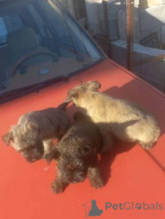 Foto №3. Cairn Terrier Welpen. Serbien