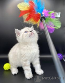 Foto №1. bengal katzenrasse - zum Verkauf in der Stadt Kassel | verhandelt | Ankündigung № 164379