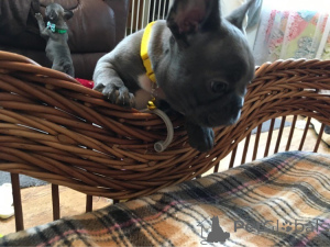 Foto №2 zu Ankündigung № 163437 zu verkaufen  - einkaufen Ukraine 