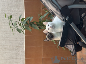 Foto №1. birma-katze - zum Verkauf in der Stadt Barcelona | 750€ | Ankündigung № 127561