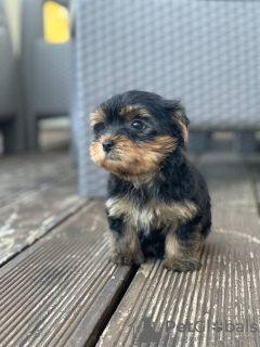 Foto №1. yorkshire terrier - zum Verkauf in der Stadt Belgrad | verhandelt | Ankündigung № 120405