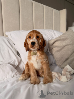 Foto №3. Der prachtvolle Cocker Spaniel-Welpe liebte dieses Jahr. Niederlande