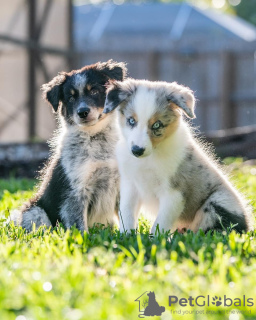 Foto №1. border collie - zum Verkauf in der Stadt Budapest | Frei | Ankündigung № 100278