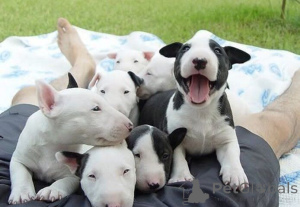 Foto №1. bullterrier - zum Verkauf in der Stadt Aizlenten | 350€ | Ankündigung № 171417