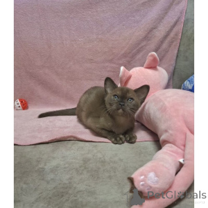 Foto №1. birma-katze - zum Verkauf in der Stadt Friedrichshafen | 350€ | Ankündigung № 174403
